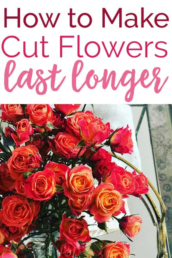 How To Make Cut Flowers Last Longer 8 Methods Tested Which Worked 