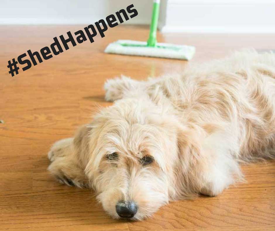 How to Clean Pet Hair Easily The Happier Homemaker