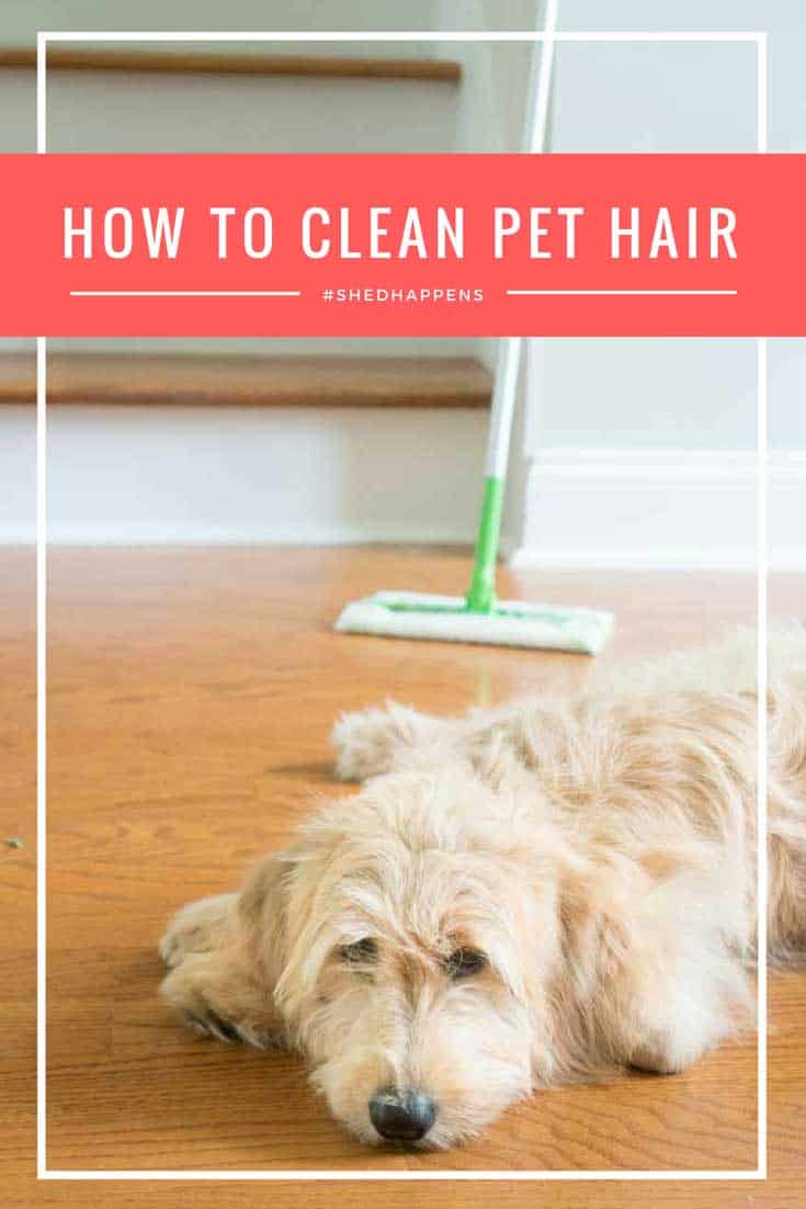 How to Clean Pet Hair Easily The Happier Homemaker