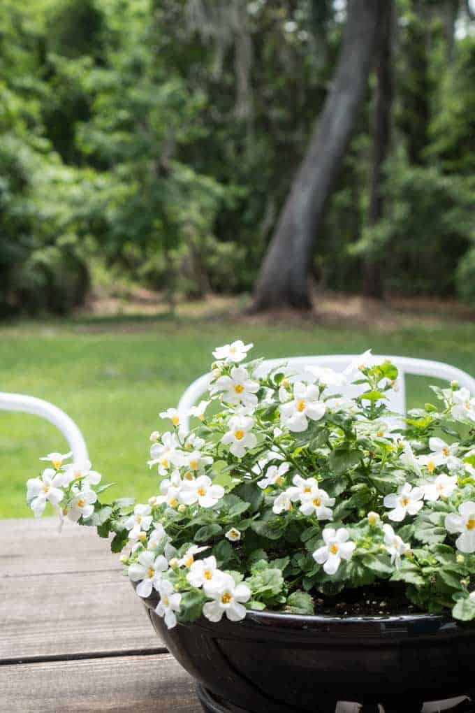 A close up of bacopa flowers on wooden outdoor table