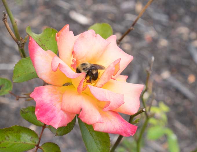 A close up of a pink rose with a bee on it