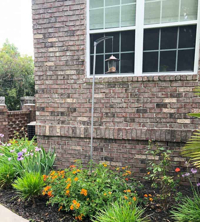 A close up of a flower garden with bird feeder  in front of a brick building
