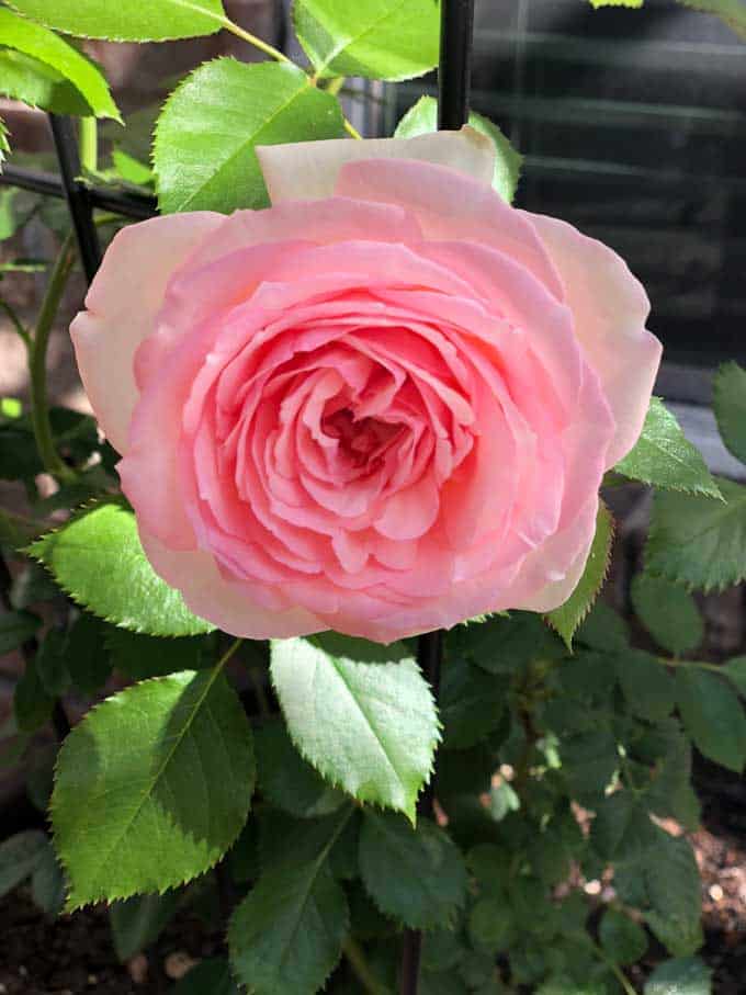 A close up of a pink rose with green leaves