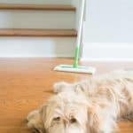 A dog lying on the floor with swiffer in the background
