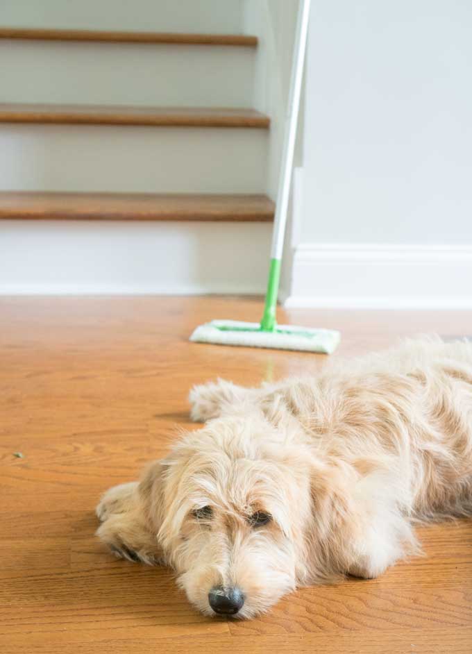 How To Clean Pet Hair Easily The Happier Homemaker