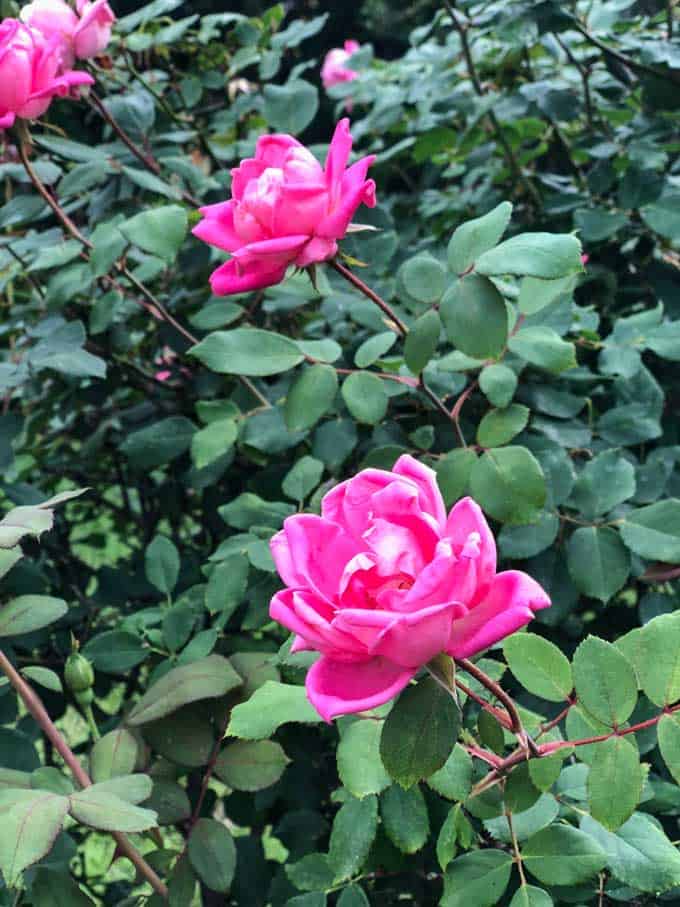 two pink roses on rose bush