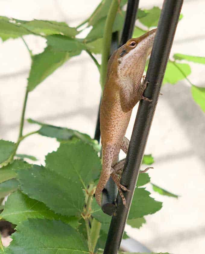 An anole lizard sitting on a branch