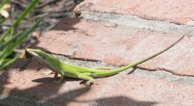 A close up of an anole lizard on brick