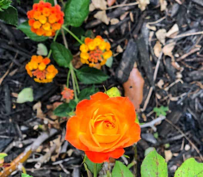 A close up of a flower garden with lantana and orange rose