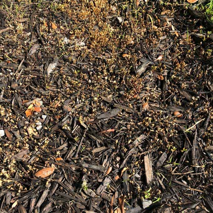 dead weeds in black mulch