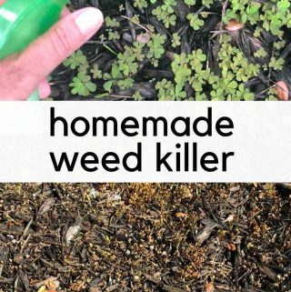 homemade weed killer