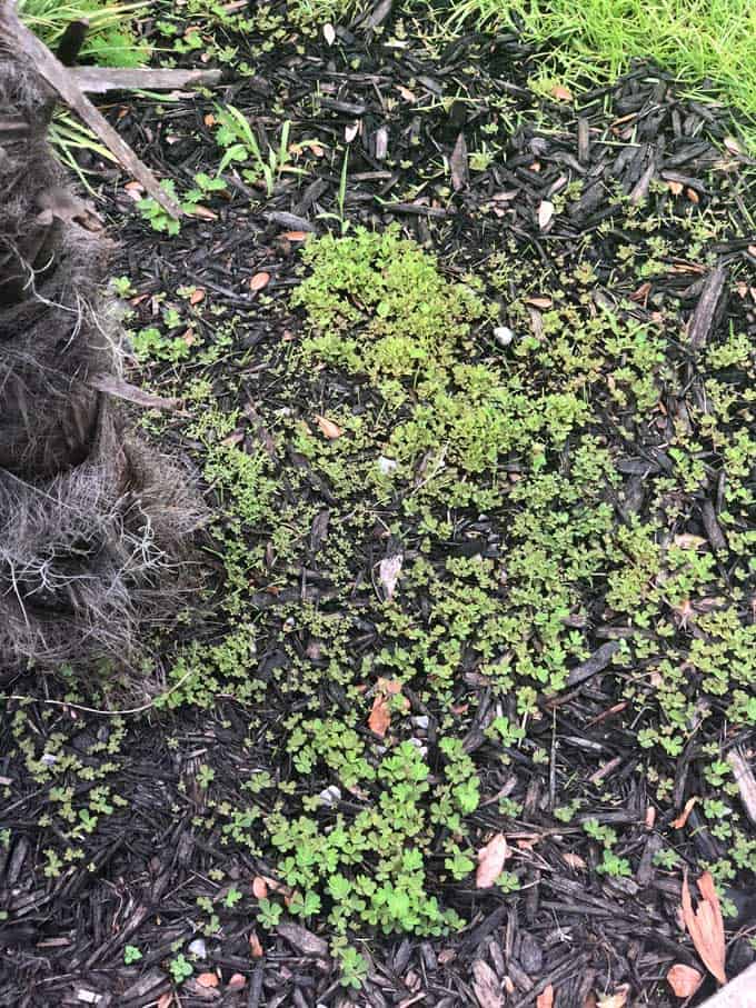 a lot of weeds in black mulch