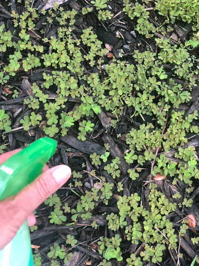 hand spraying green spray bottle at weeds in black mulch