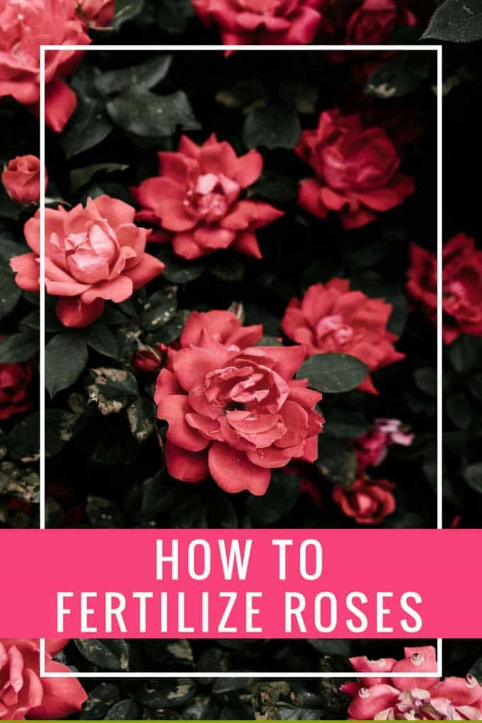 how to fertilize roses