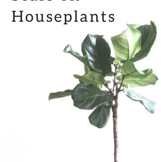 how to treat scale on houseplants
