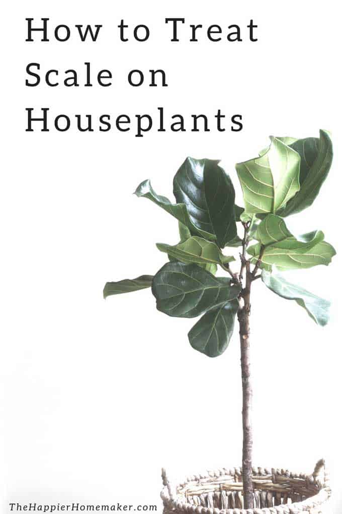 how to treat scale on houseplants