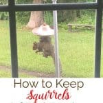 how to keep squirrels off bird feeders