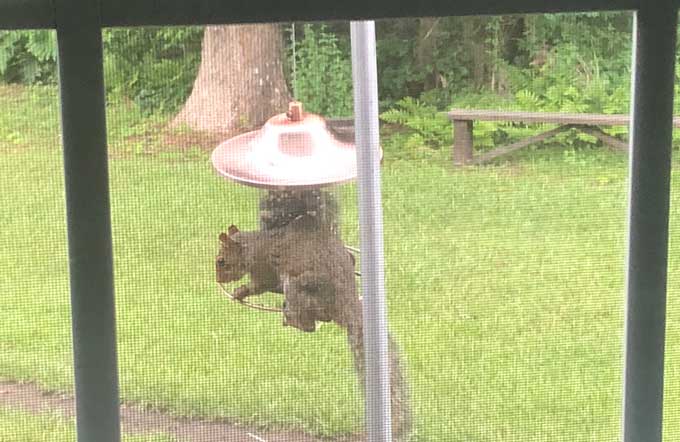 How To Keep Squirrels Out Of Bird Feeders The Happier Homemaker