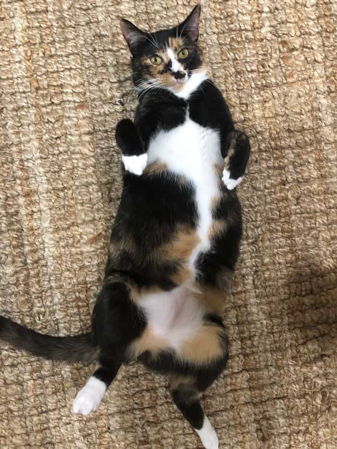 A calico cat laying on its back from overhead