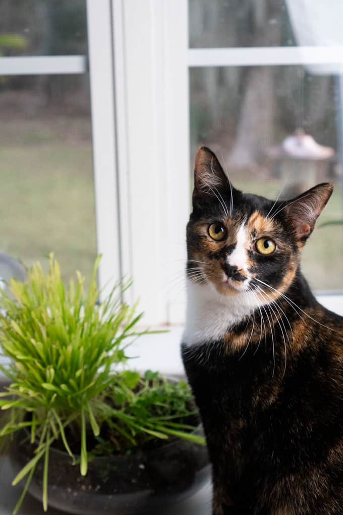 A calico cat sitting next to a window with cat grass nearby