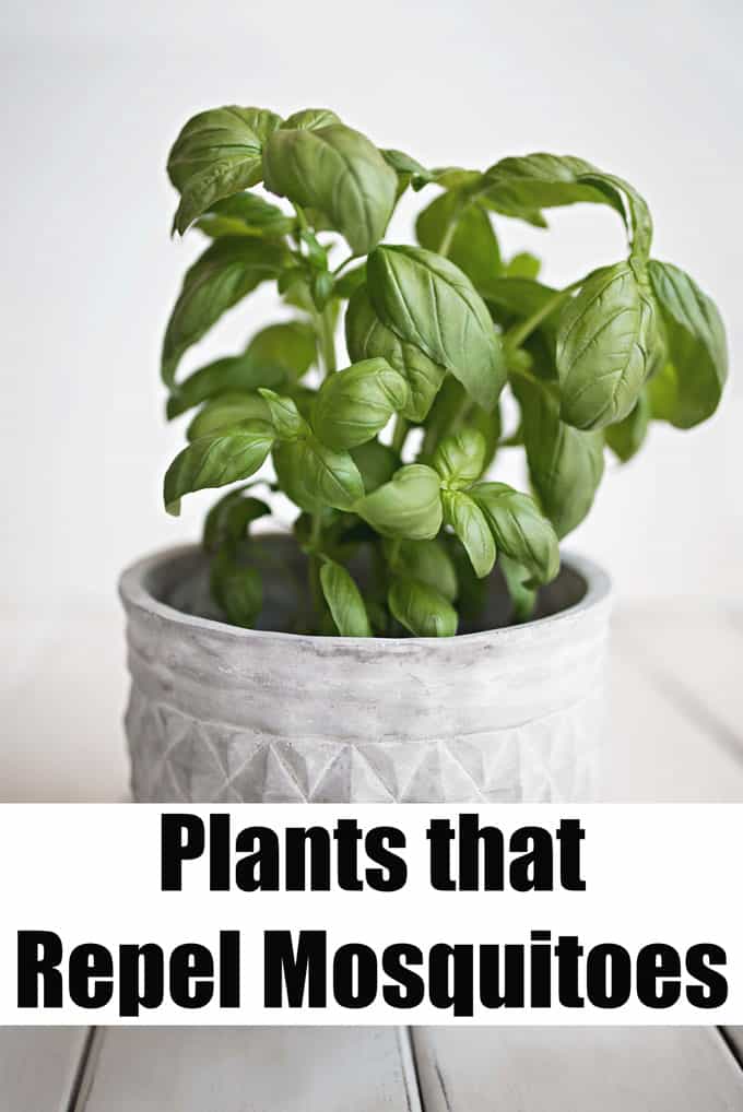 An up close picture of a bail plant in a white planter