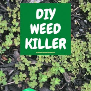 text reading DIY weed killer over photo of weeds in mulch