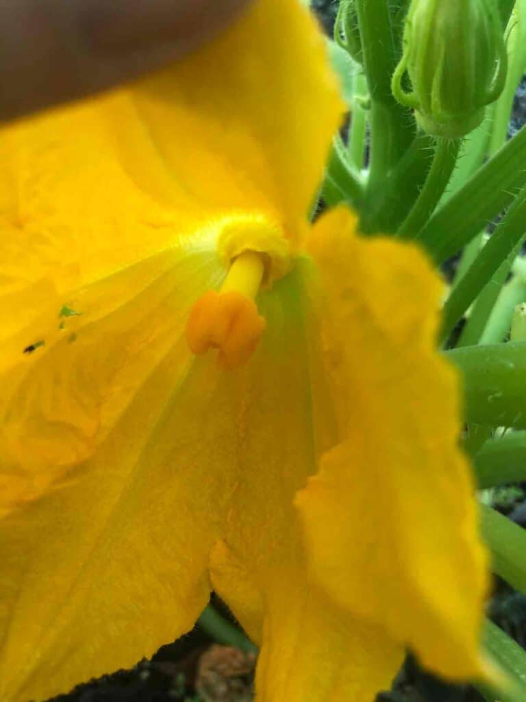 inside of female squash flower with stamen