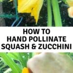 hand pollinate sqush and zucchini in text with photos of squash flower and hand pollination