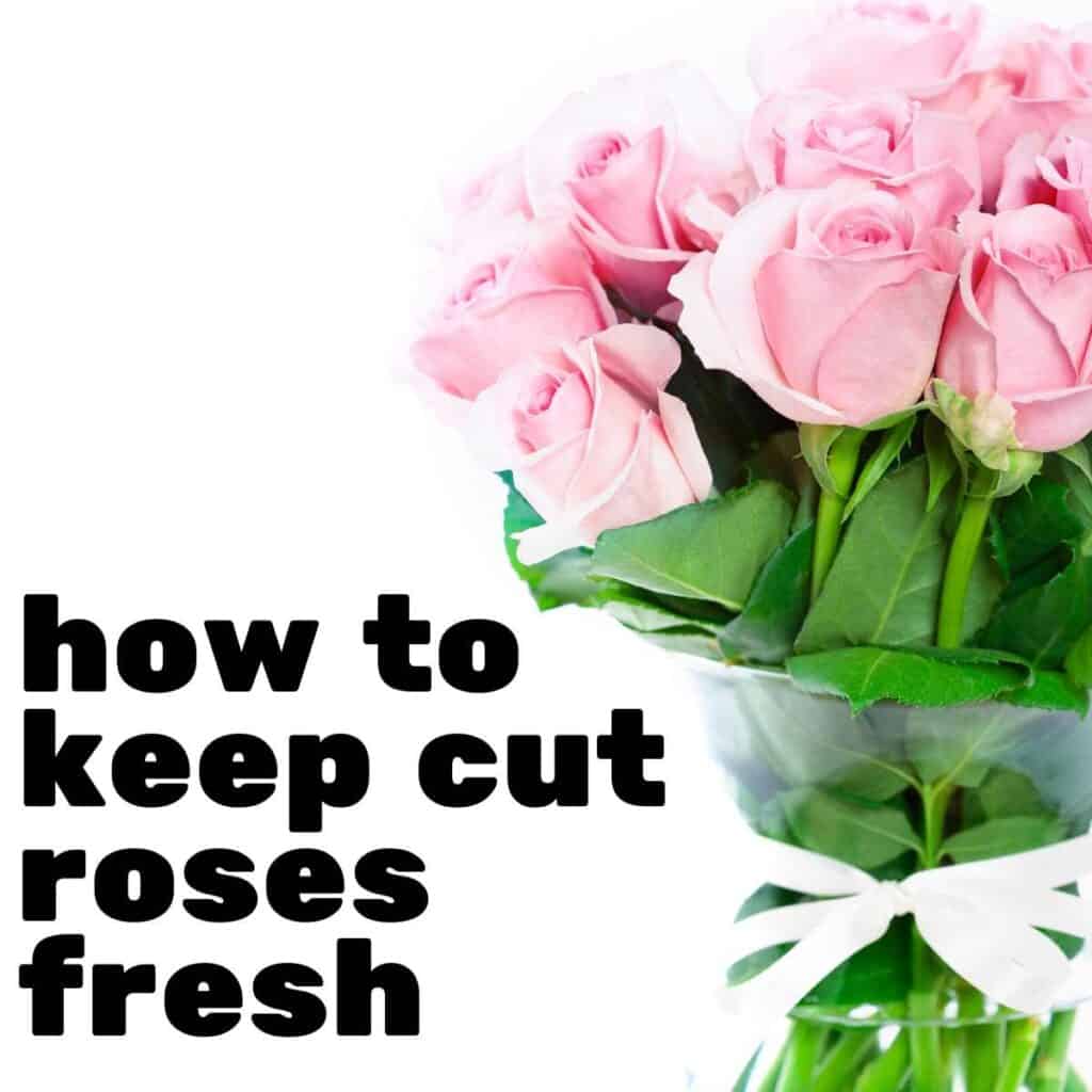 How To Preserve Cut Flowers In A Vase Best Flower Site