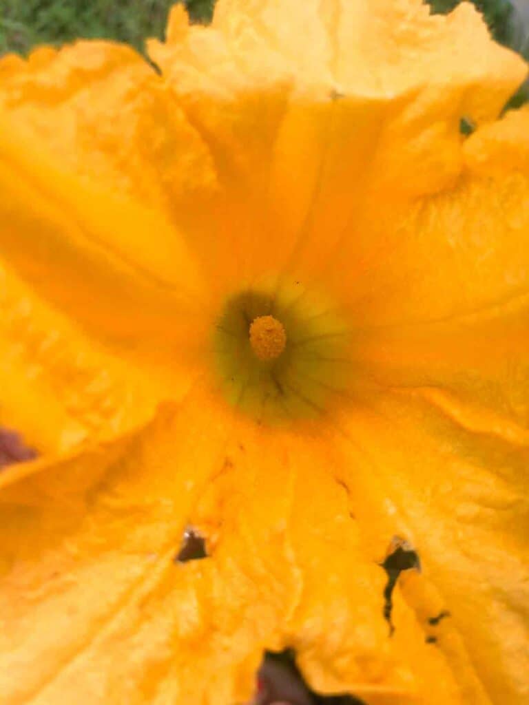 inside male squash blossom