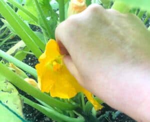 hand pollinating a squash flower