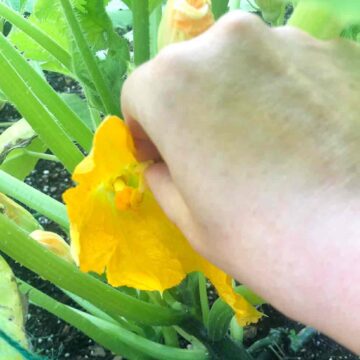 hand pollinating a squash flower